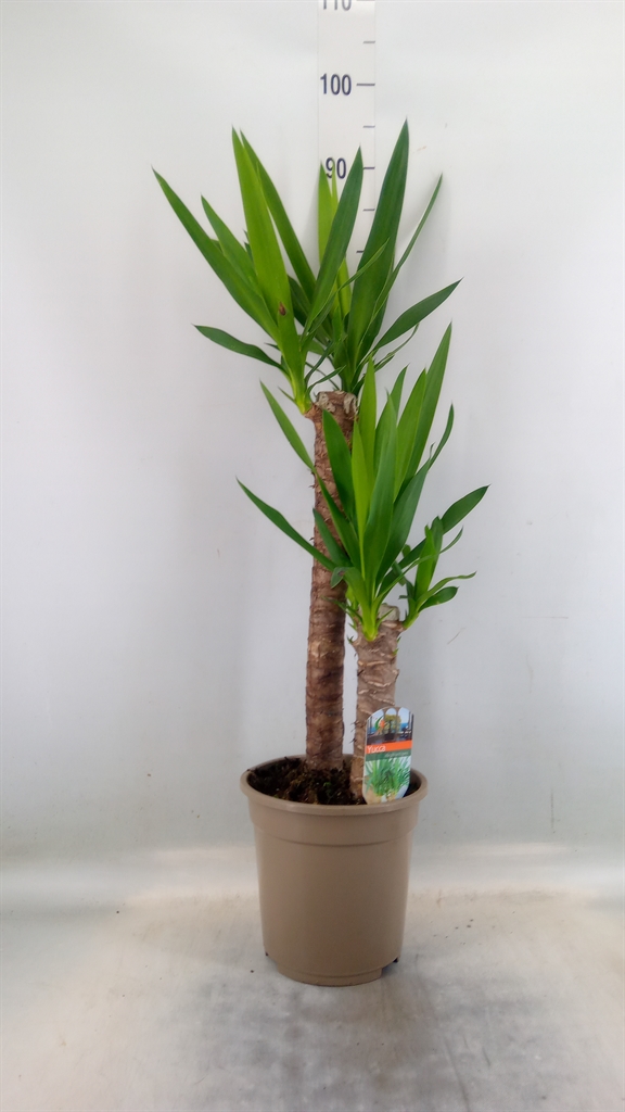 Горшечные цветы и растения оптом Yucca   ... от 1шт из Голландии с доставкой по России