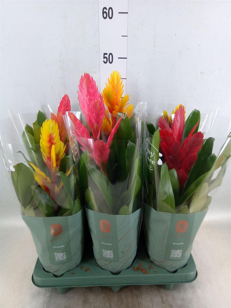 Горшечные цветы и растения оптом Vriesea   ...mix от 6шт из Голландии с доставкой по России