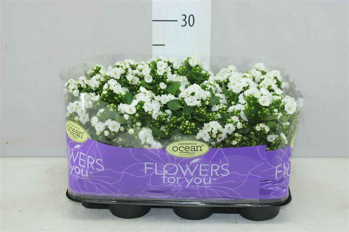 Горшечные цветы и растения оптом Campanula Midnight White Double от 9шт из Голландии с доставкой по России