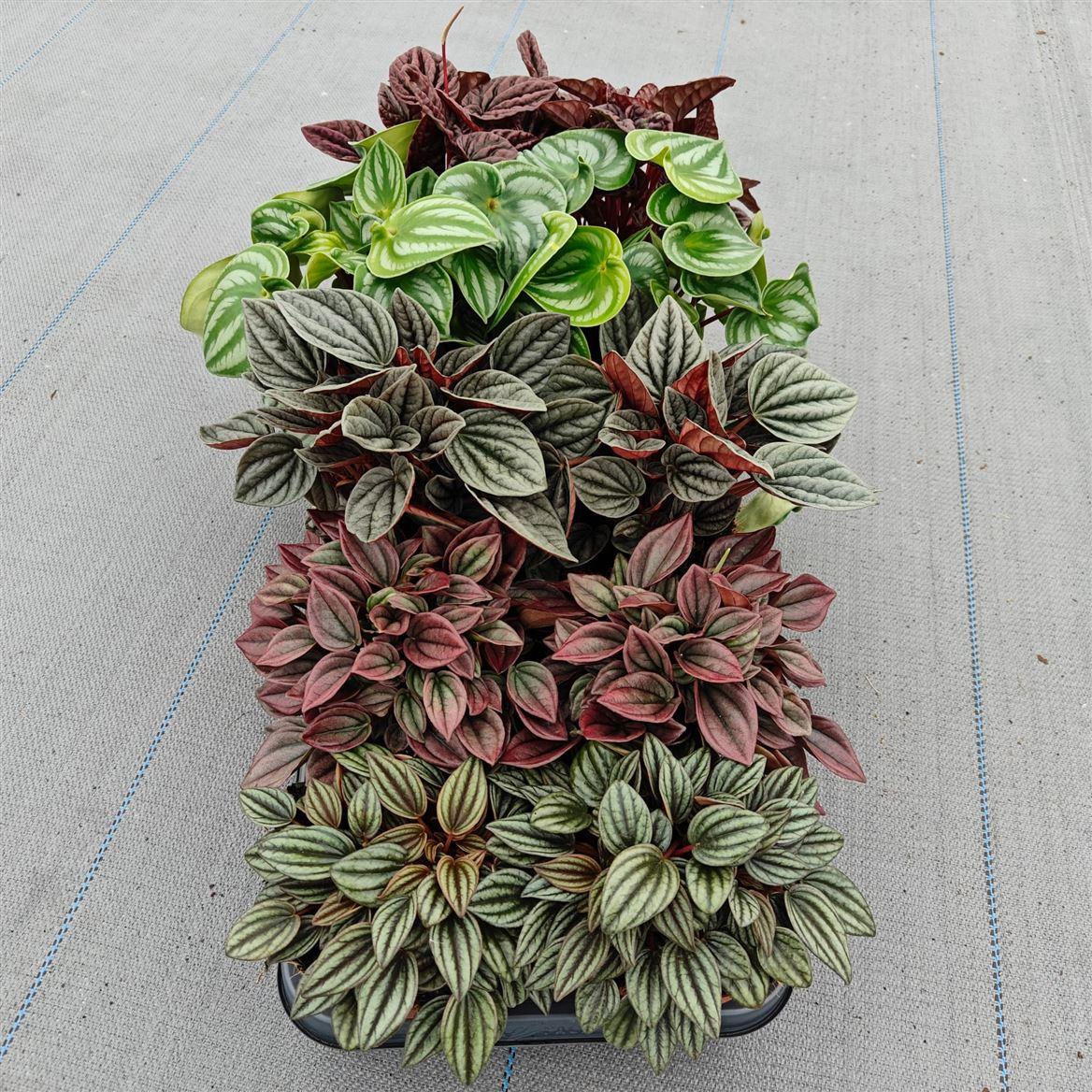 Горшечные цветы и растения оптом Peperomia Caperata Mix от 10шт из Голландии с доставкой по России