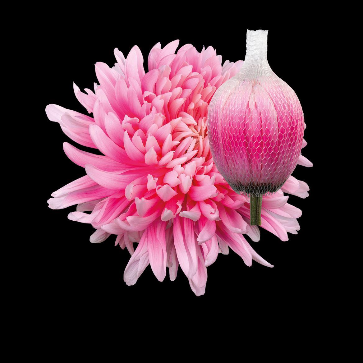 Срезанные цветы оптом Chrys bl paint antonov pastel pink от 40шт из Голландии с доставкой по России