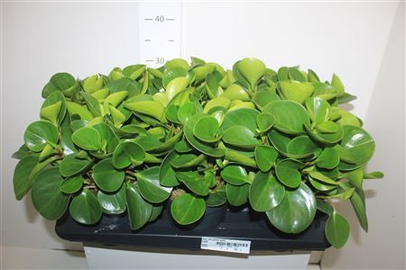 Горшечные цветы и растения оптом Pep Obt Green Gold от 6шт из Голландии с доставкой по России