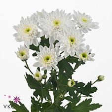 Срезанные цветы оптом Chrys sp bonita от 80шт. из Голландии с доставкой по России