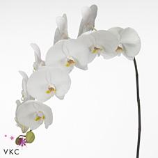 Срезанные цветы оптом Phalaenopsis sensation white (per flower) от 25шт из Голландии с доставкой по России