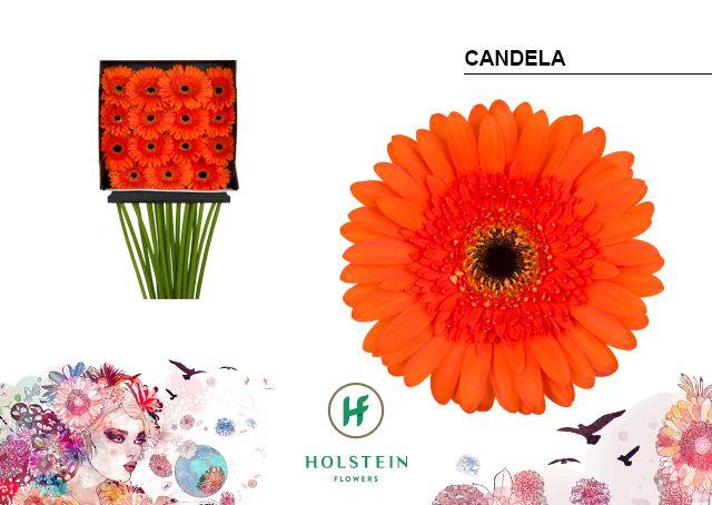 Срезанные цветы оптом Gerbera diamond candela от 15шт из Голландии с доставкой по России