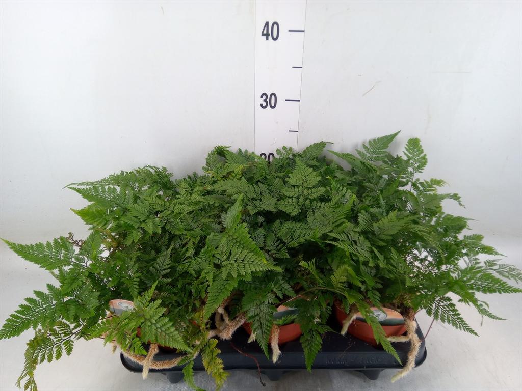 Горшечные цветы и растения оптом Humata Griffithiana Var. Tyermannii от 6шт из Голландии с доставкой по России