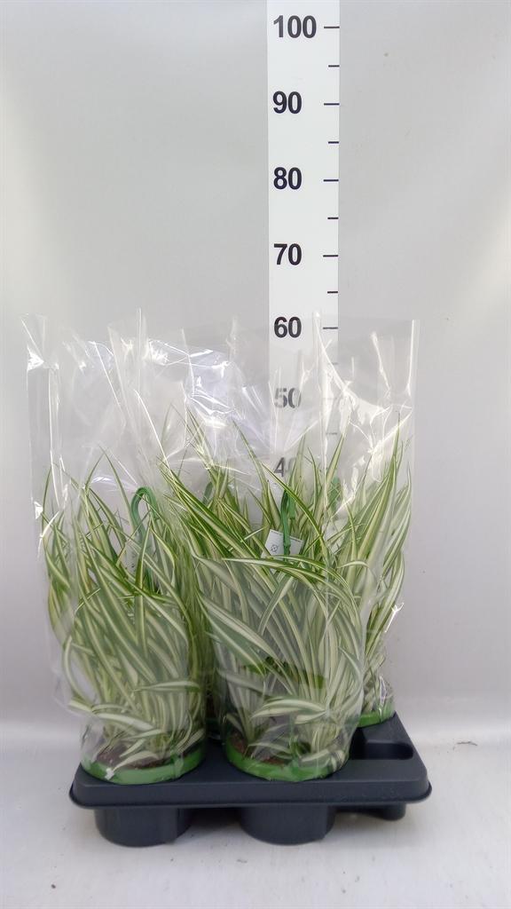 Горшечные цветы и растения оптом Chlorophytum Com. vittatum от 4шт из Голландии с доставкой по России