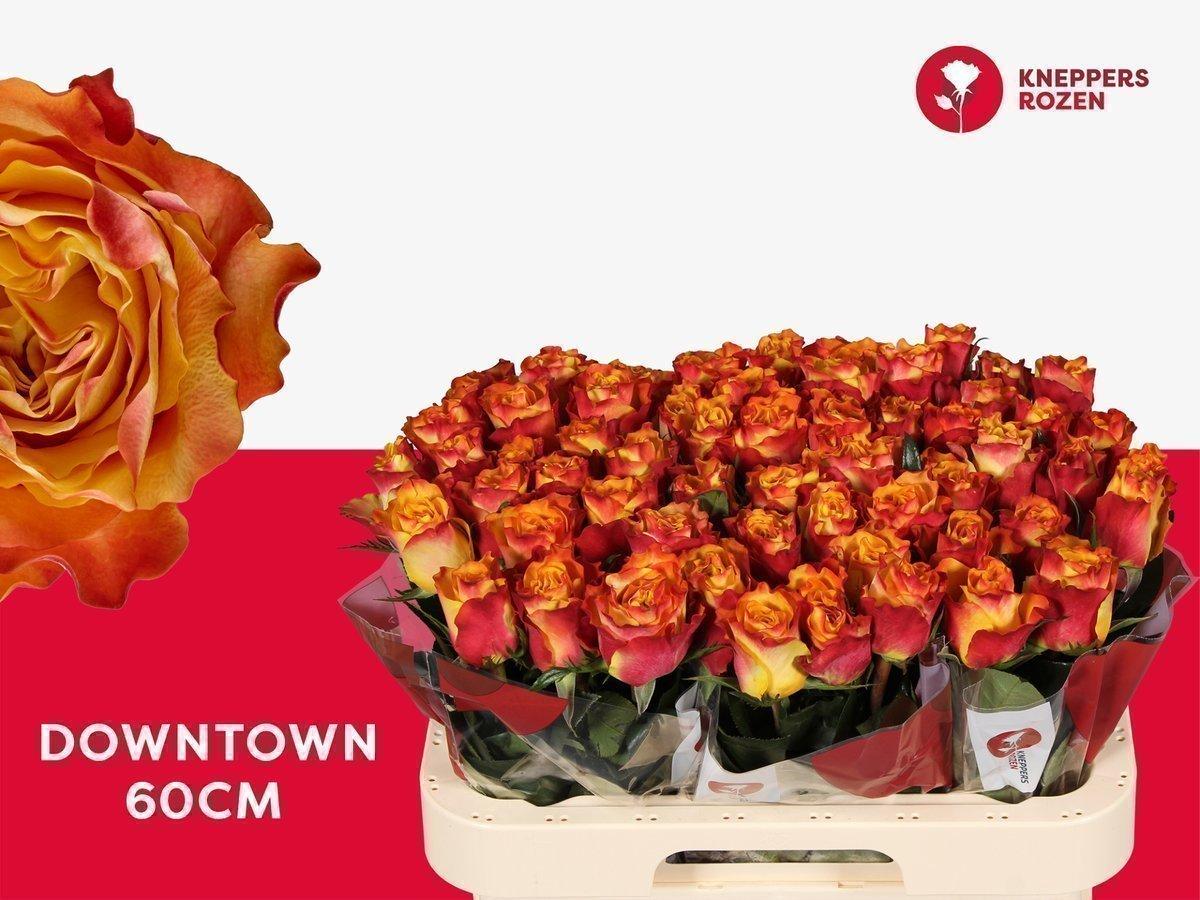 Срезанные цветы оптом Rosa large downtown от 60шт из Голландии с доставкой по России