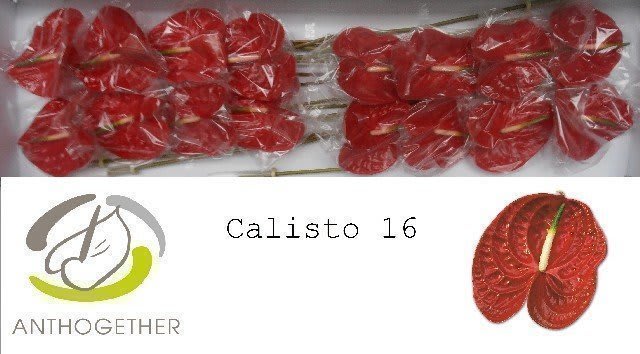 Срезанные цветы оптом Anthurium calisto от 16шт из Голландии с доставкой по России