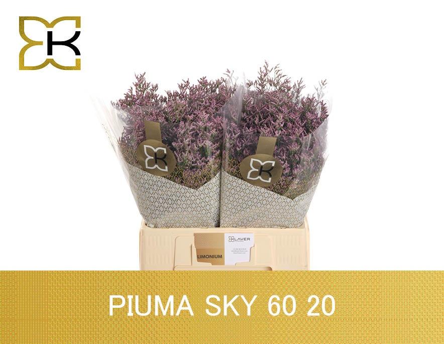 Срезанные цветы оптом Limonium piuma sky от 100шт из Голландии с доставкой по России