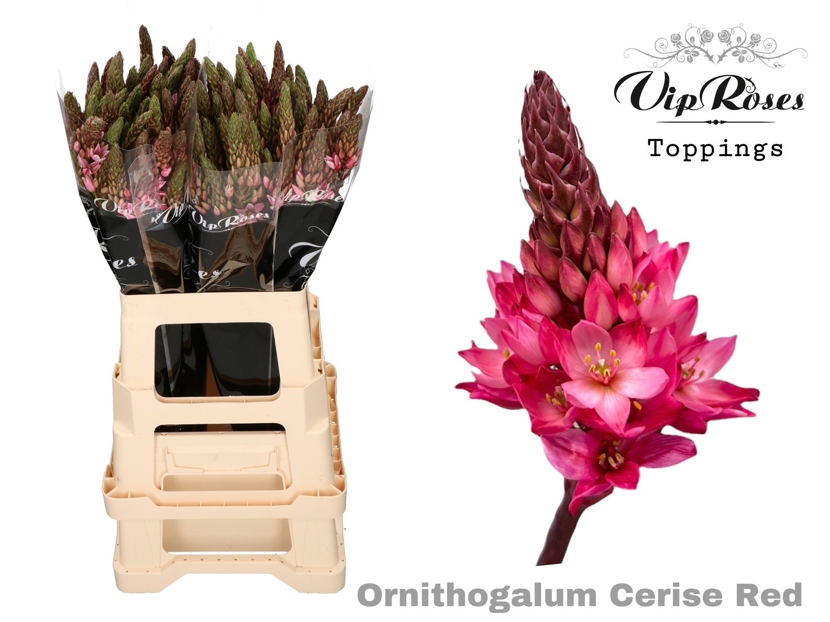 Срезанные цветы оптом Ornithogalum paint cerise red от 100шт. из Голландии с доставкой по России