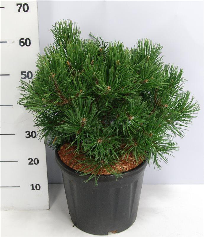 Горшечные цветы и растения оптом Pinus Mugo Gnom от 1шт из Голландии с доставкой по России
