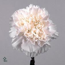 Срезанные цветы оптом Dianthus st madame colette от 80шт из Голландии с доставкой по России