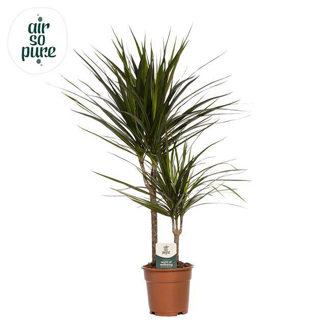 Горшечные цветы и растения оптом Dracaena Marginata от 6шт из Голландии с доставкой по России