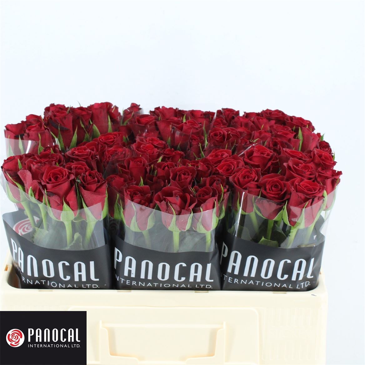 Срезанные цветы оптом Rosa large furiosa от 80шт. из Голландии с доставкой по России