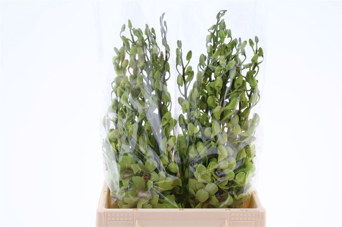 Срезанные цветы оптом Dendrobium green от 50шт из Голландии с доставкой по России
