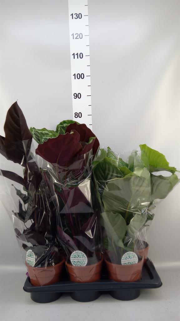 Горшечные цветы и растения оптом Calathea Mix от 6шт из Голландии с доставкой по России