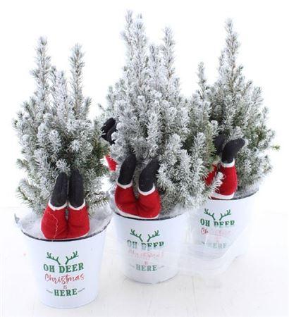 Горшечные цветы и растения оптом Picea Gl Perfecta от 4шт из Голландии с доставкой по России