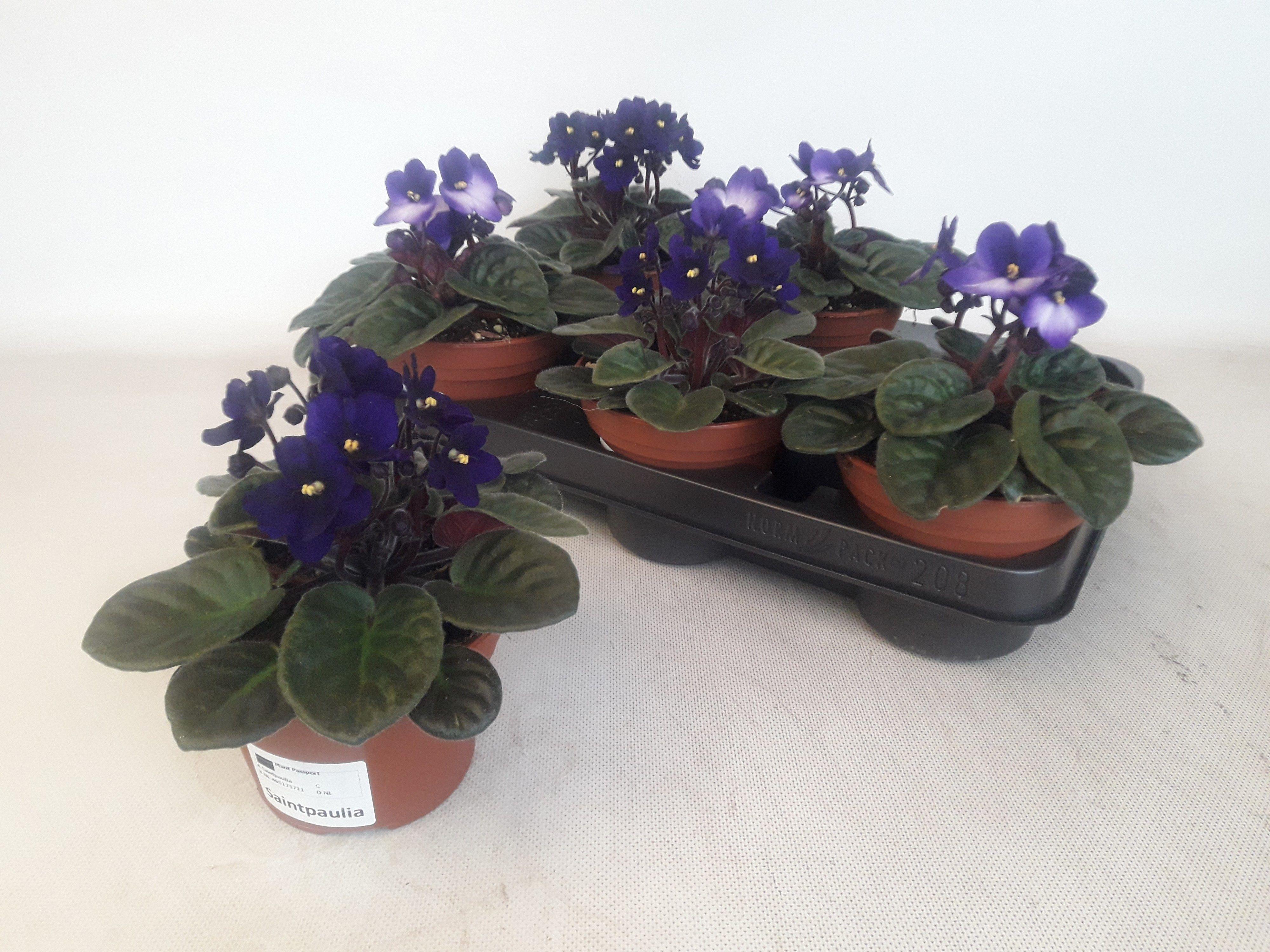 Горшечные цветы и растения оптом Saintp Gem от 6шт (для телеги) из Голландии с доставкой по России