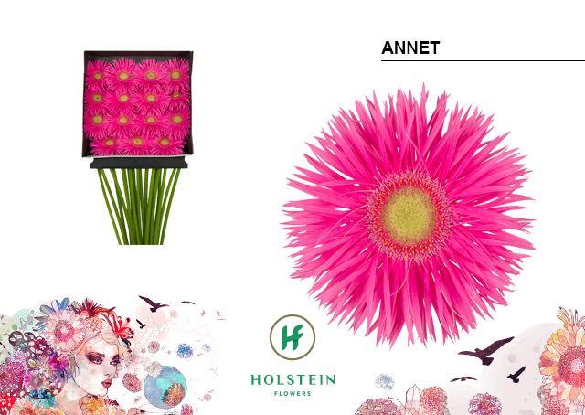 Срезанные цветы оптом Gerbera diamond gerspider annet от 15шт из Голландии с доставкой по России