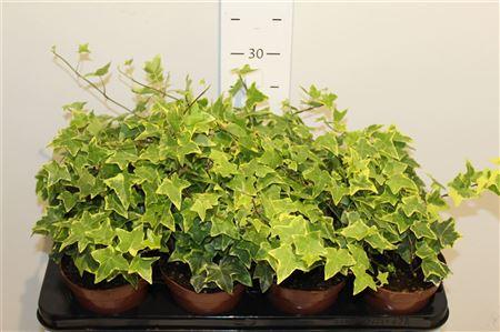 Горшечные цветы и растения оптом Hedera Helix Gold Child от 8шт из Голландии с доставкой по России