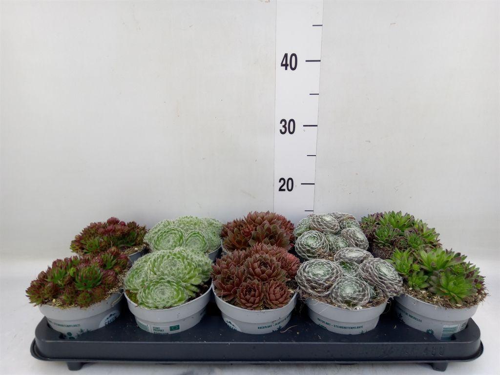 Горшечные цветы и растения оптом Sempervivum ... от 10шт из Голландии с доставкой по России Горшечные цветы и растения оптом Sempervivum ... от 10шт из Голландии с доставкой по России