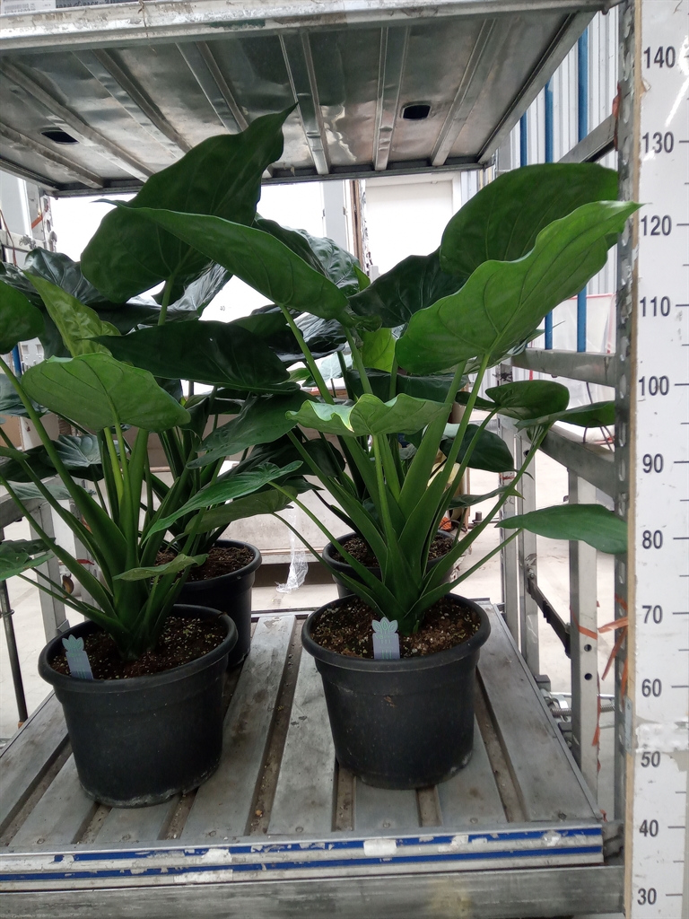 Горшечные цветы и растения оптом Alocasia Cucullata от 1шт (для телеги) из Голландии с доставкой по России