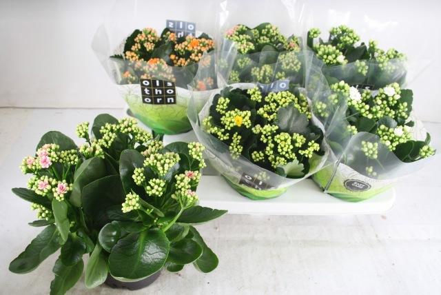 Горшечные цветы и растения оптом Kal Ge Gem 4 Kl от 6шт из Голландии с доставкой по России