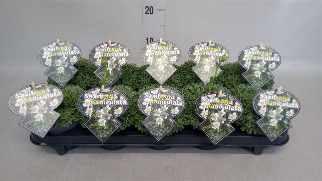 Горшечные цветы и растения оптом Saxifraga Paniculata от 10шт из Голландии с доставкой по России