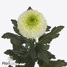 Срезанные цветы оптом Chrys bl alibaba от 40шт из Голландии с доставкой по России