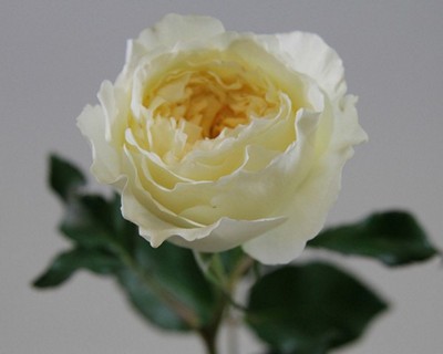 Срезанные цветы оптом Rosa large austin patience от 24шт. из Голландии с доставкой по России