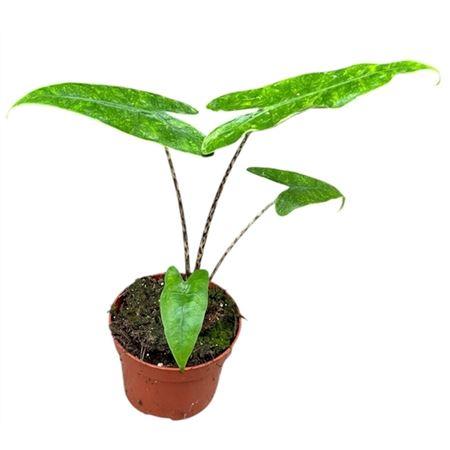 Горшечные цветы и растения оптом Alocasia Reticulata от 1шт (для телеги) из Голландии с доставкой по России
