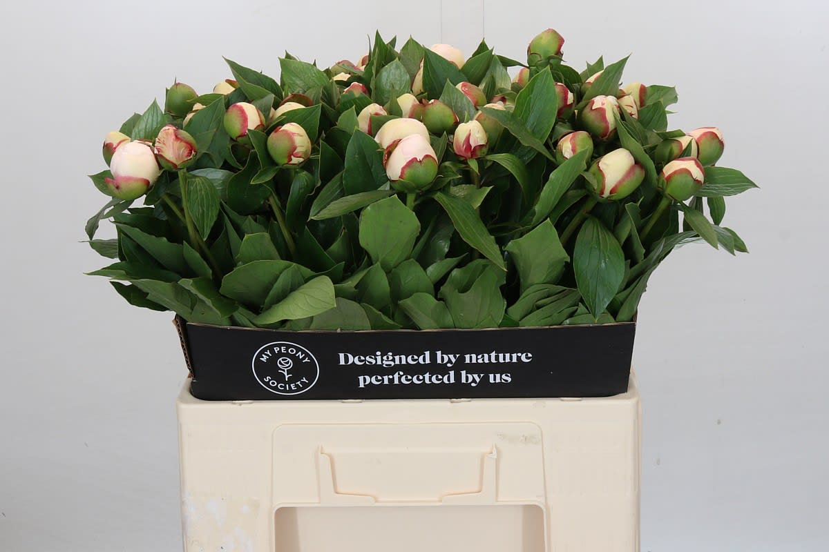 Срезанные цветы оптом Paeonia festiva maxima от 60шт из Голландии с доставкой по России