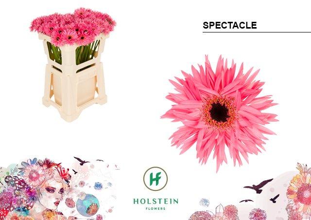 Срезанные цветы оптом Germini gerspider spectacle от 80шт из Голландии с доставкой по России