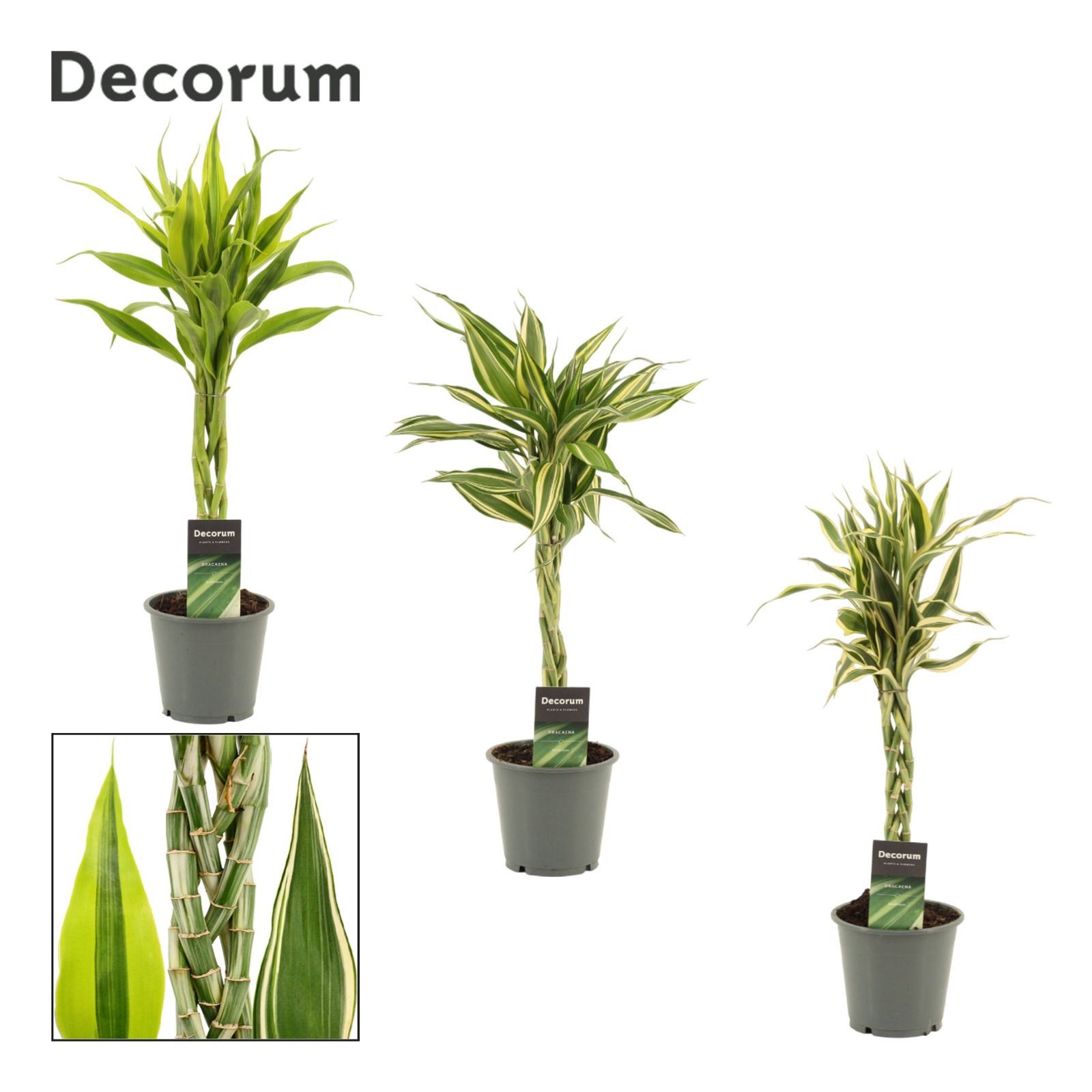 Горшечные цветы и растения оптом Dracaena Sand.   ...mix 3 от 6шт из Голландии с доставкой по России
