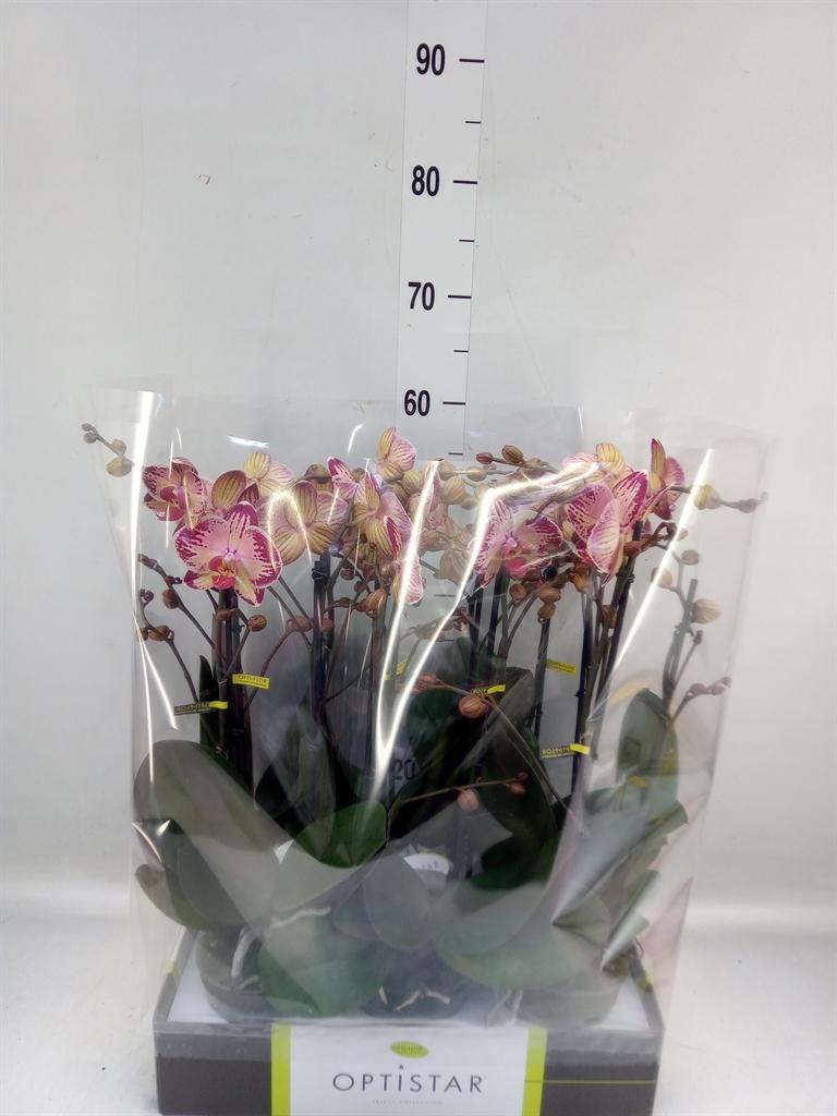 Горшечные цветы и растения оптом Phalaenopsis   ...red от 6шт из Голландии с доставкой по России