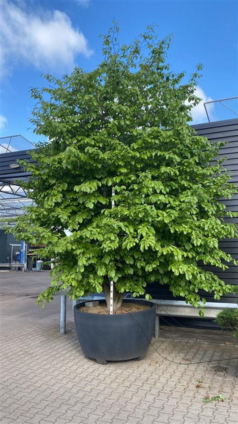 Горшечные цветы и растения оптом Parrotia Persica от 1шт из Голландии с доставкой по России