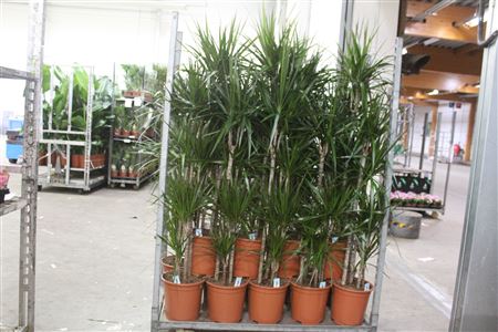 Горшечные цветы и растения оптом Dra Marginata 90-60-30-20 от 1шт из Голландии с доставкой по России