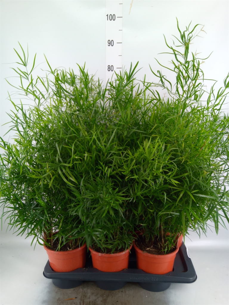 Горшечные цветы и растения оптом Asparagus Falcatus от 6шт из Голландии с доставкой по России