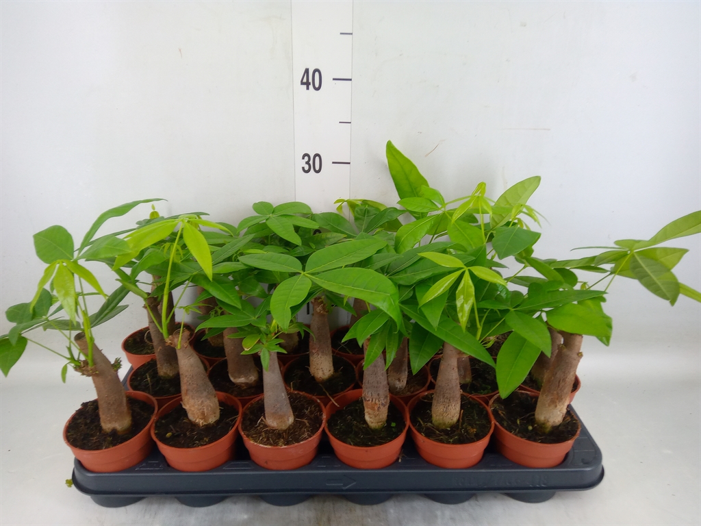 Горшечные цветы и растения оптом Pachira Aquatica от 18шт (для телеги) из Голландии с доставкой по России