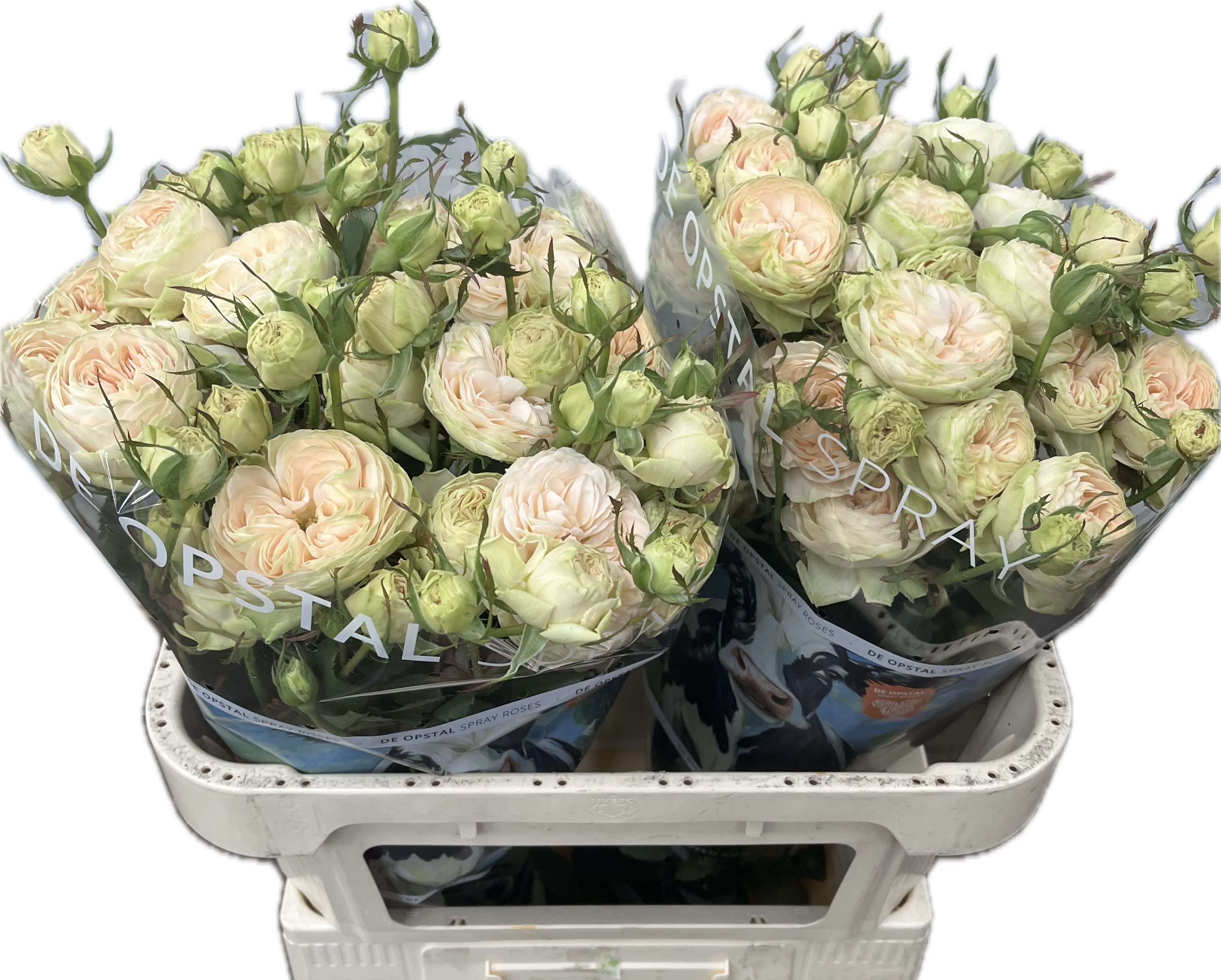 Срезанные цветы оптом Rosa spray darlene от 20шт из Голландии с доставкой по России