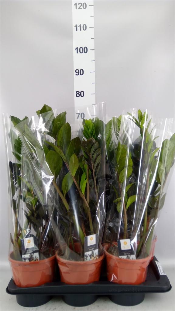 Горшечные цветы и растения оптом Zamioculcas Zamiifolia dowon от 6шт из Голландии с доставкой по России