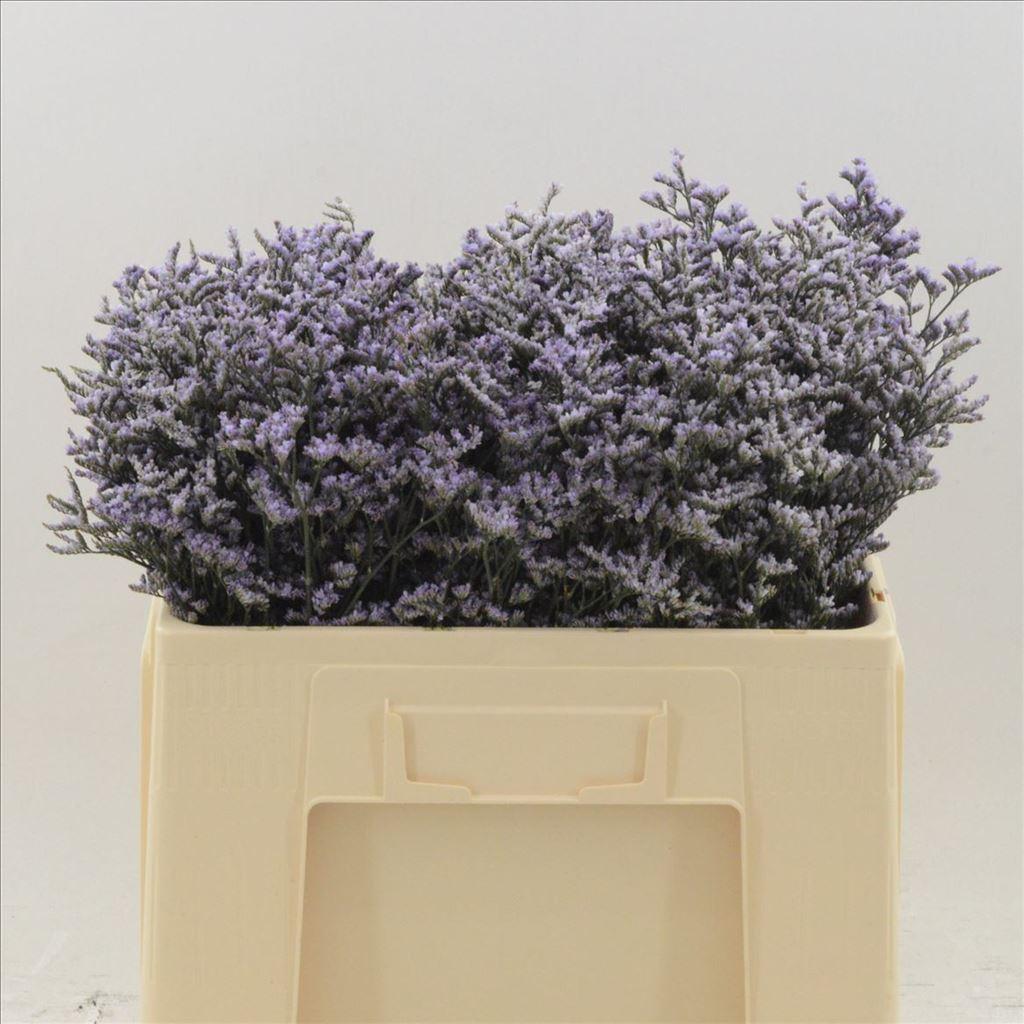 Срезанные цветы оптом Limonium safora lilac от 100шт из Голландии с доставкой по России
