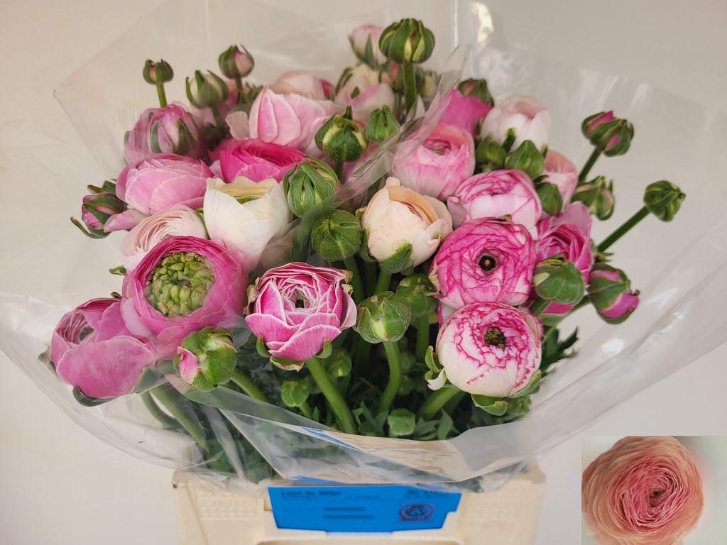 Срезанные цветы оптом Ranunculus aazur porcelaine от 20шт из Голландии с доставкой по России