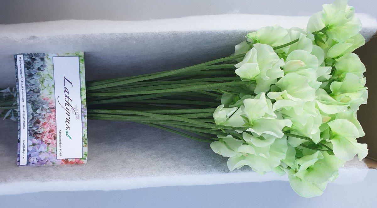Срезанные цветы оптом Lathyrus paint green A от 30шт из Голландии с доставкой по России