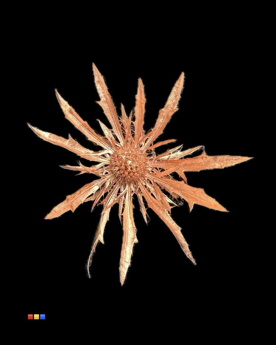 Срезанные цветы оптом Eryngium paint copper от 40шт из Голландии с доставкой по России