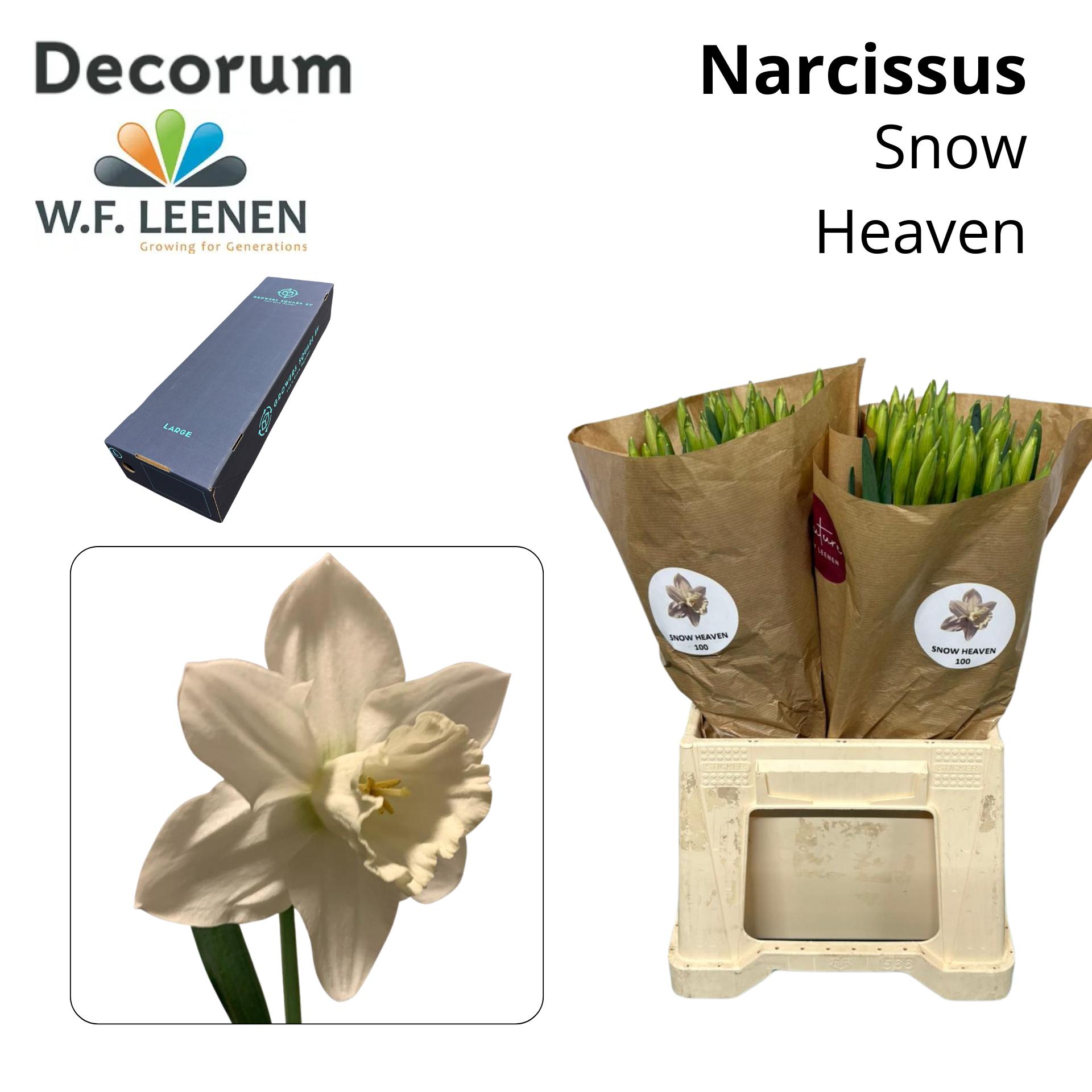 Срезанные цветы оптом Narcissus si snow heaven от 300шт из Голландии с доставкой по России