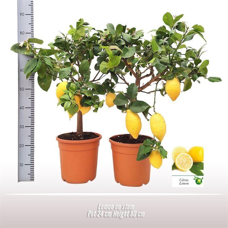 Горшечные цветы и растения оптом Citr Limon от 1шт (для телеги) из Голландии с доставкой по России