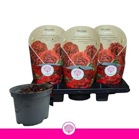 Горшечные цветы и растения оптом Paeonia Elegance Rood от 3шт из Голландии с доставкой по России