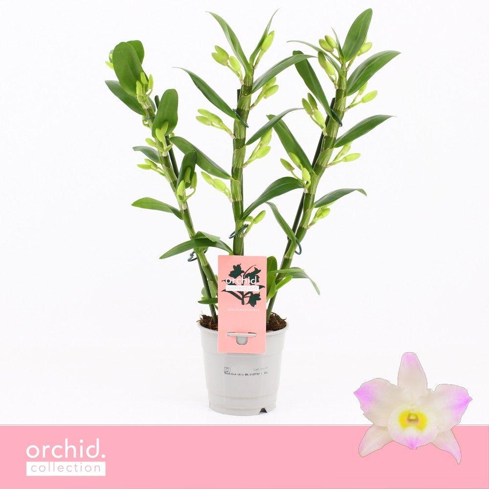Горшечные цветы и растения оптом Dendr Nob 3st Kumiko Compact Orchid Collection от 10шт из Голландии с доставкой по России